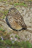 Burrowing Owl